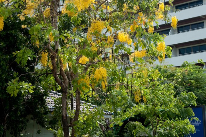 Дерево жёлтых цветов
