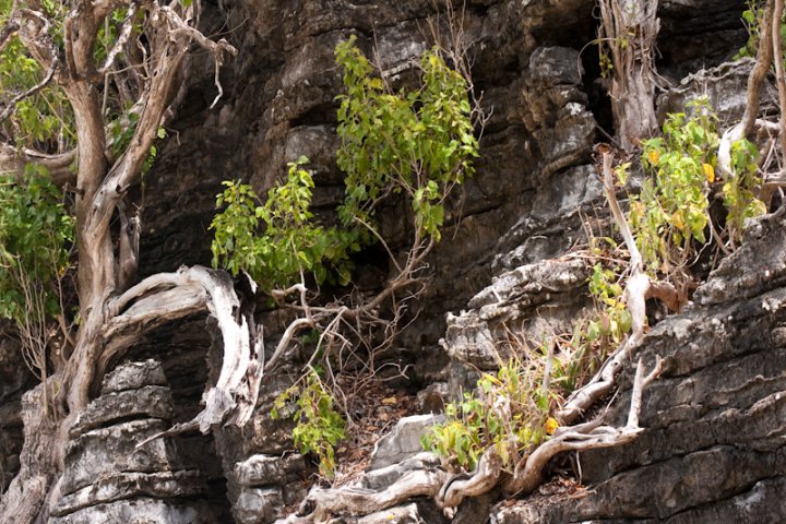 Деревя в скалах